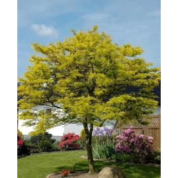 GLEDICZJA TRÓJCIERNIOWA miododajna - sadzonki 150 / 180 cm